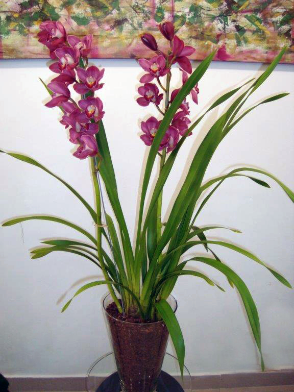 Assinatura Escritório